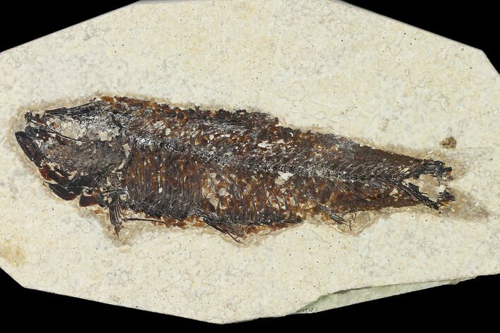 Bargain, Fossil Fish (Knightia) - Wyoming #155527